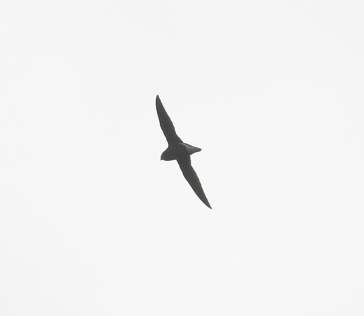 Brown-backed Needletail - ML523673011