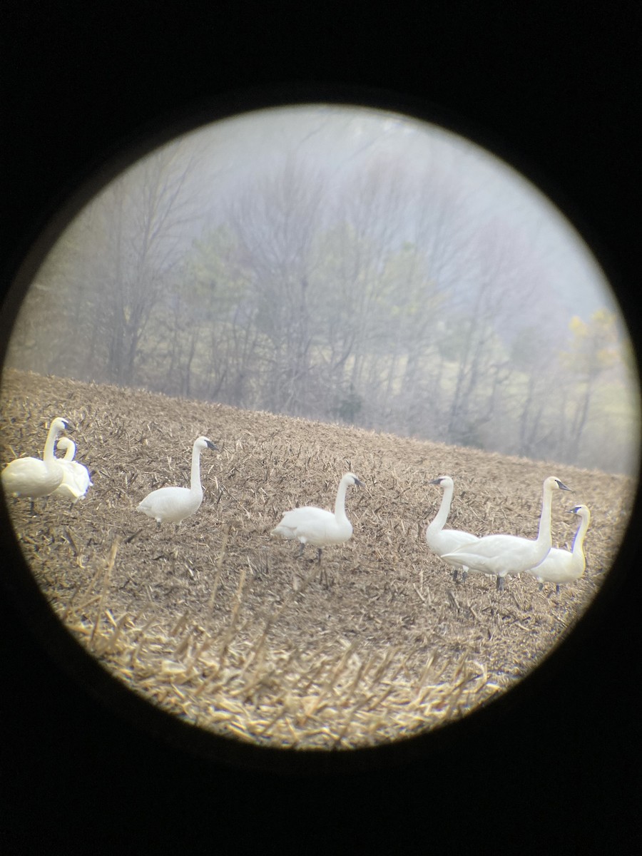 Trumpeter Swan - ML523674541