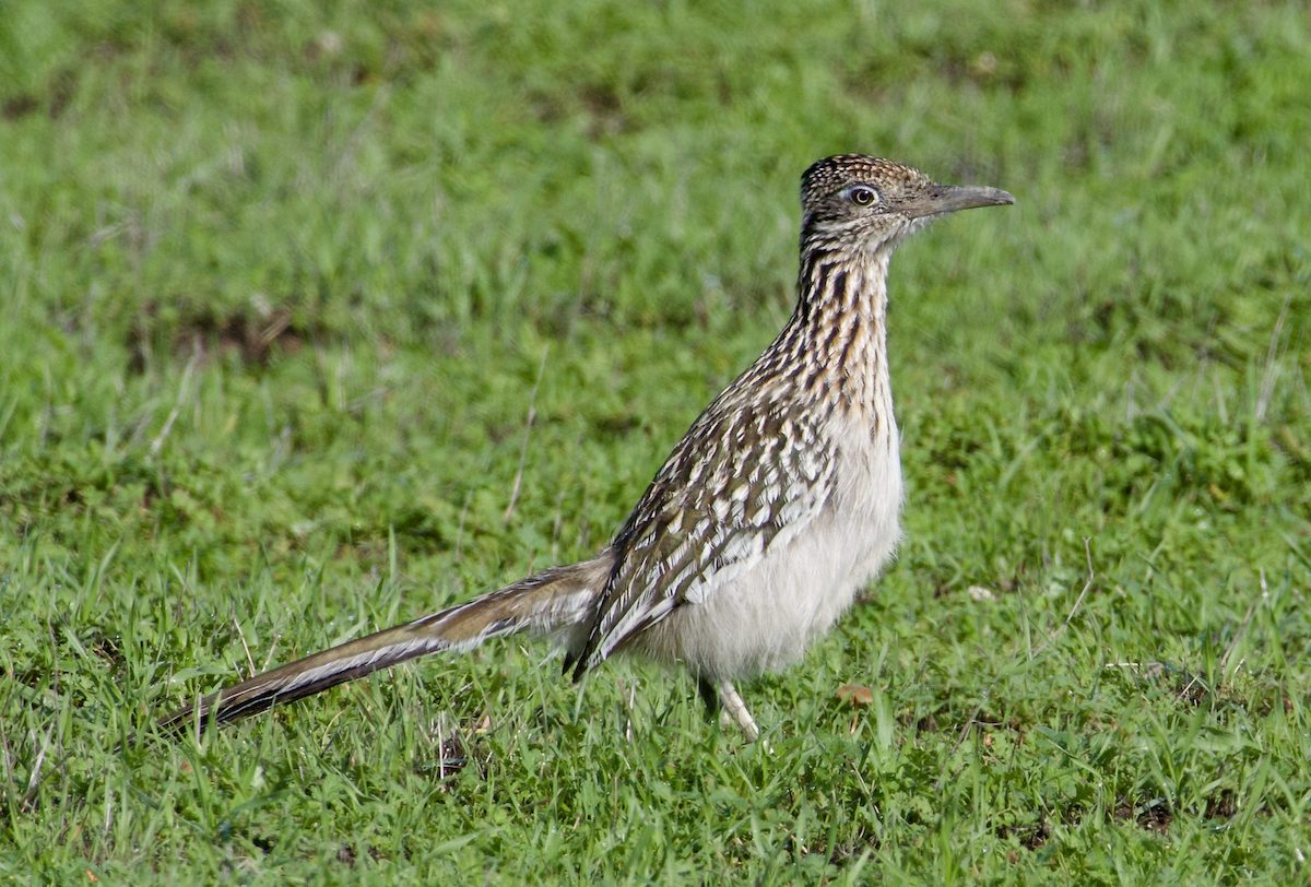 Greater Roadrunner - ML523674611