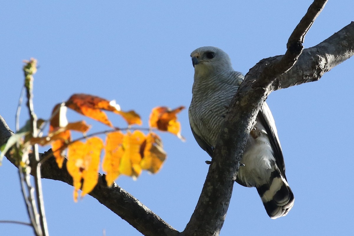 Gray-lined Hawk - ML523675091