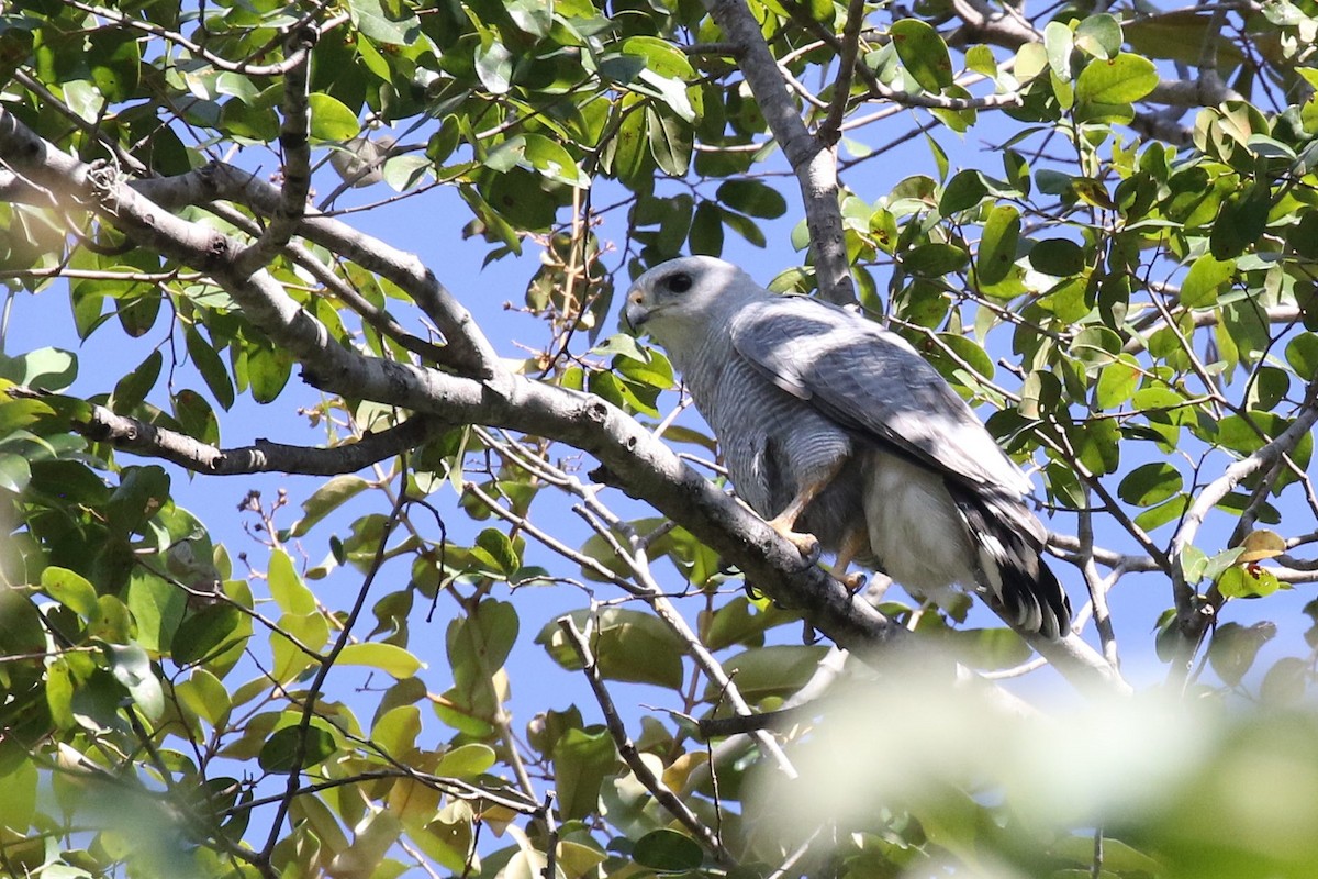 Gray-lined Hawk - Federico Schulz