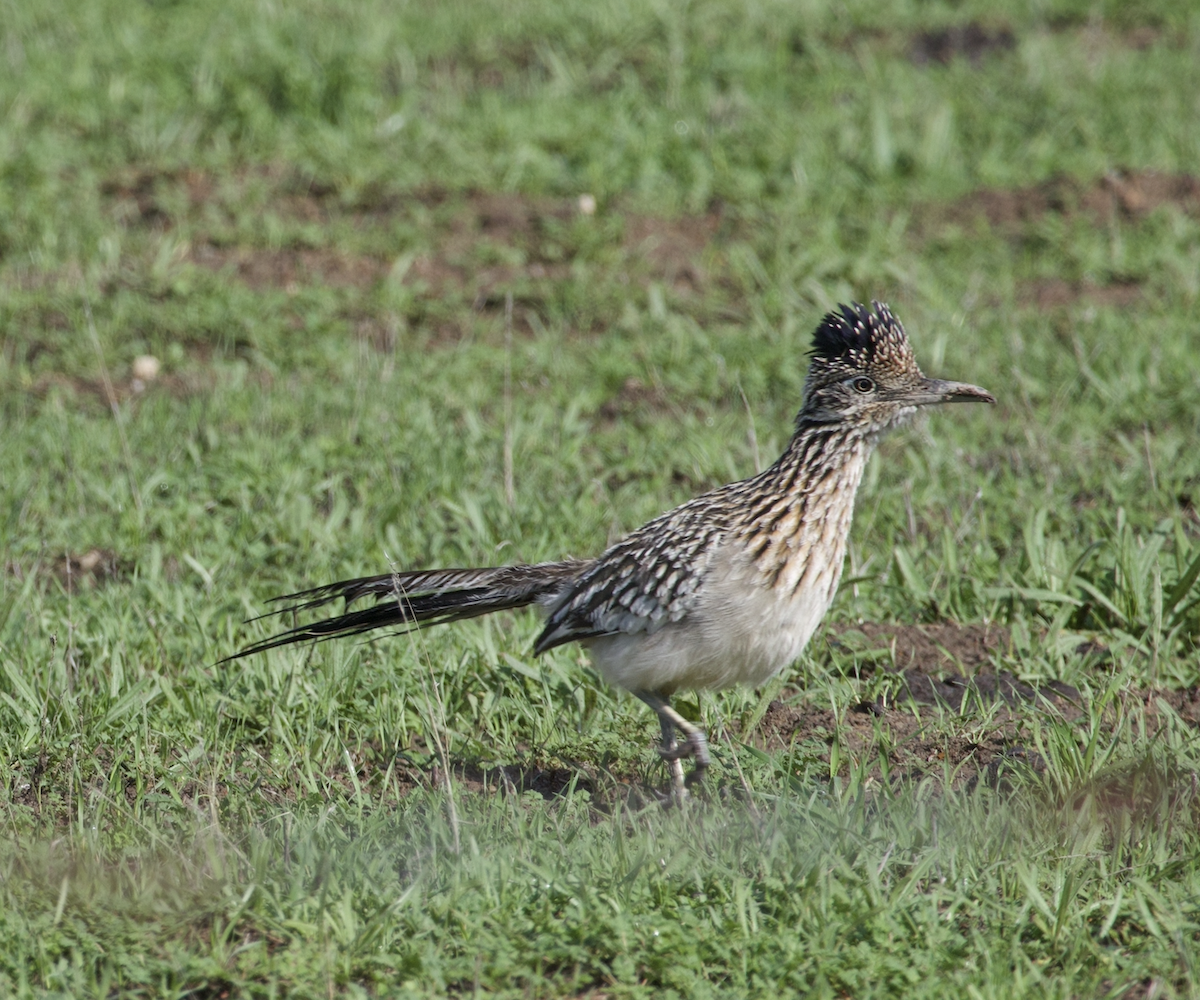 Greater Roadrunner - ML523675491