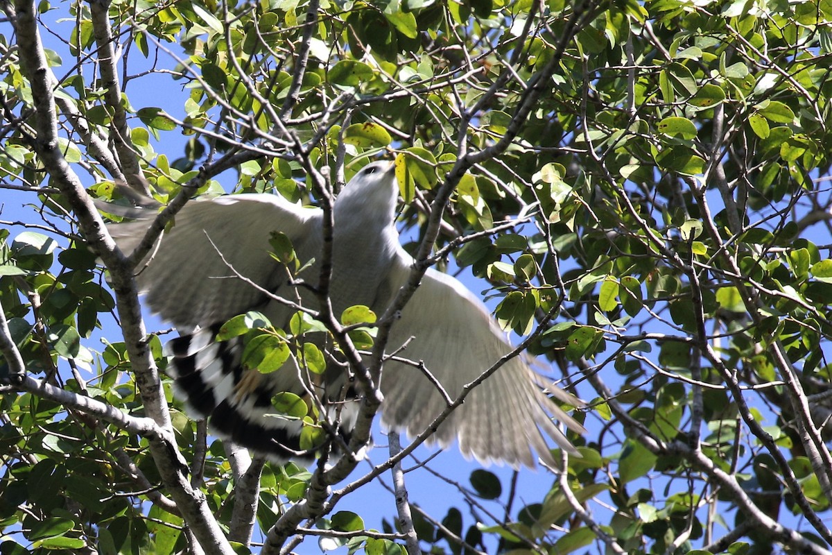 Gray-lined Hawk - ML523675521