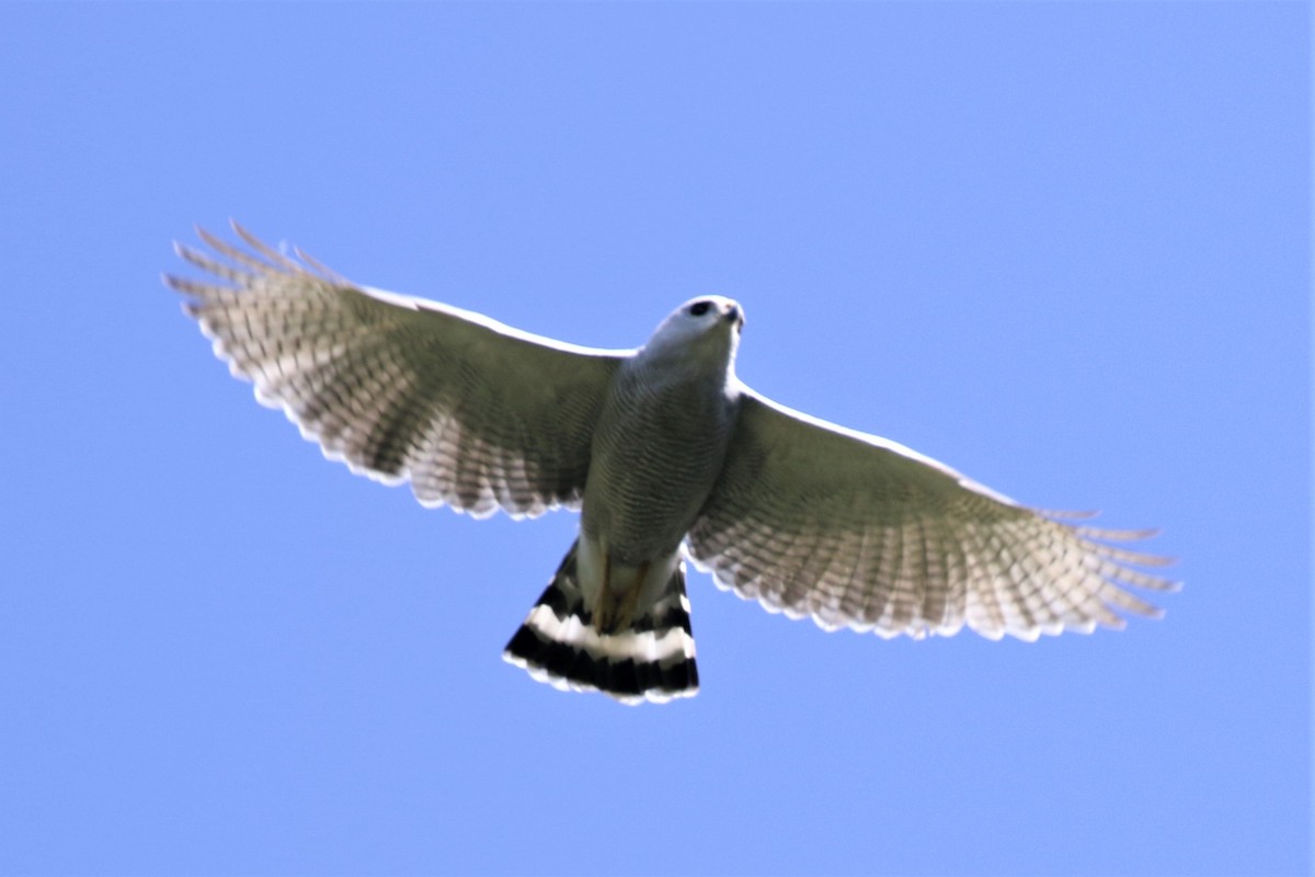 Gray-lined Hawk - Federico Schulz