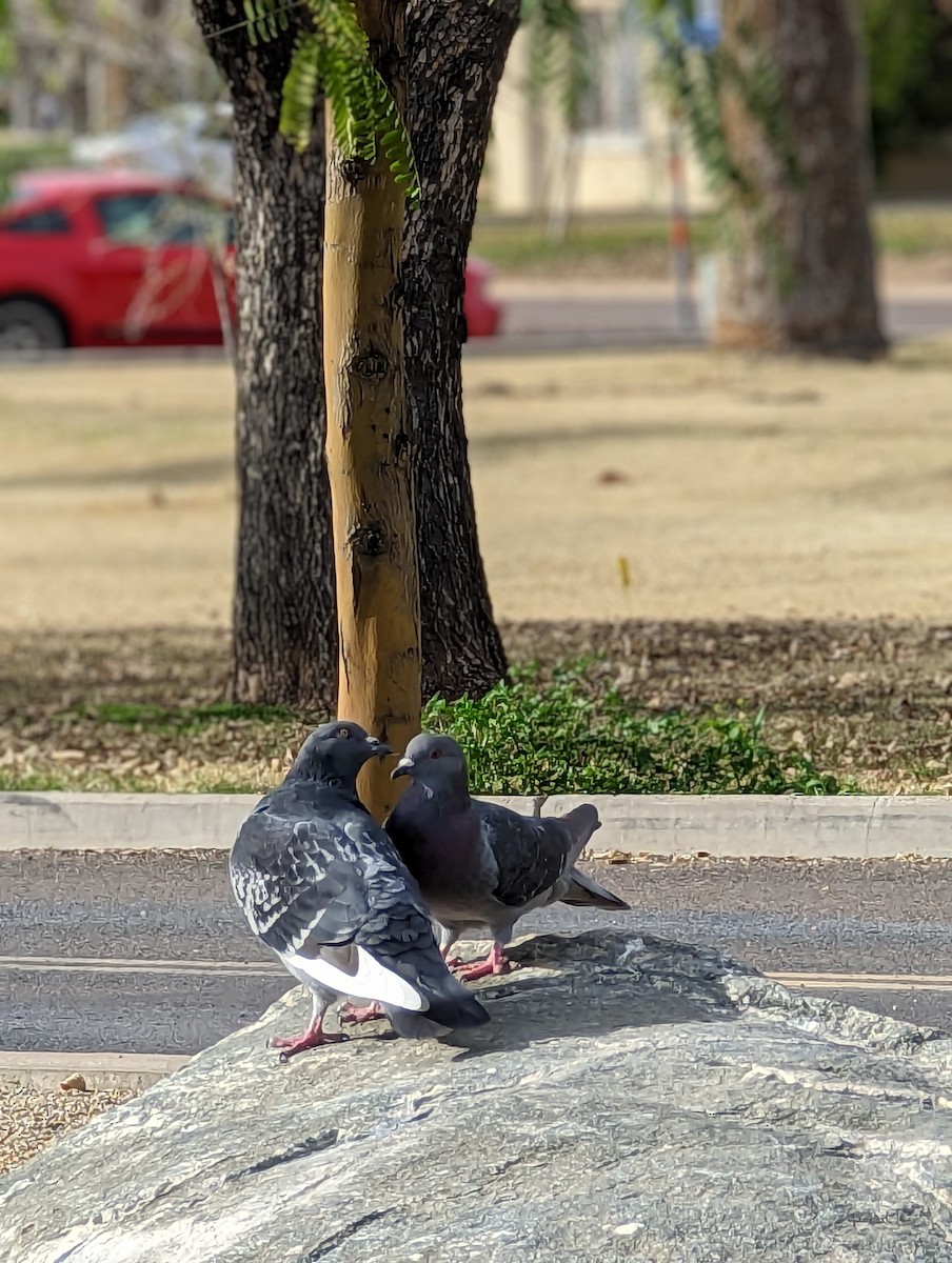 Rock Pigeon (Feral Pigeon) - ML523676271