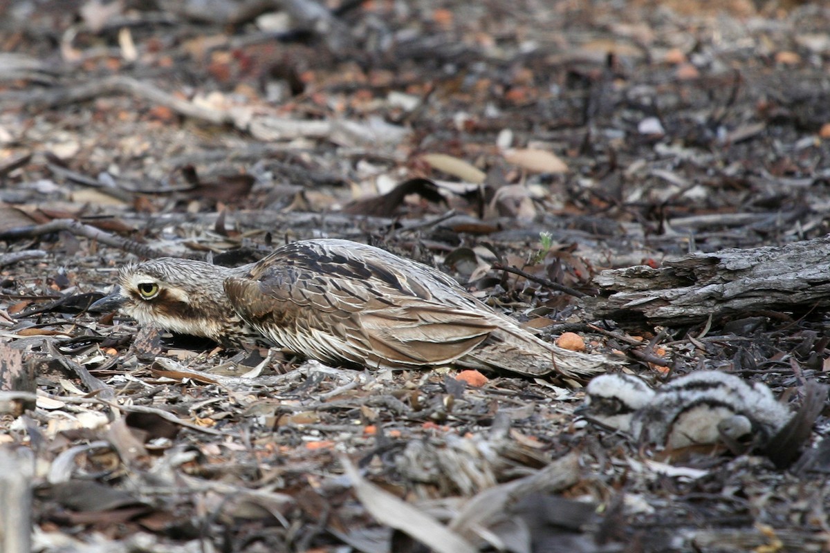 Bush Thick-knee - Ray Turnbull