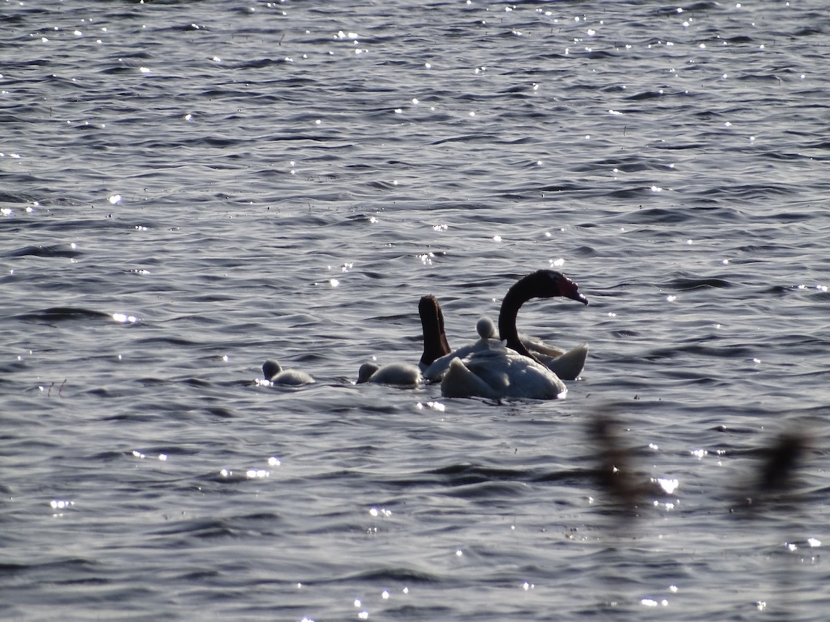 Black-necked Swan - ML523681161