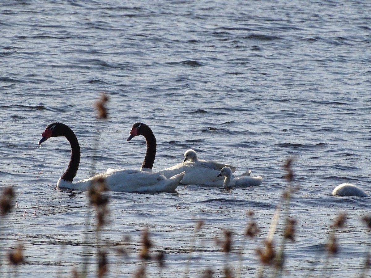 Black-necked Swan - ML523681341