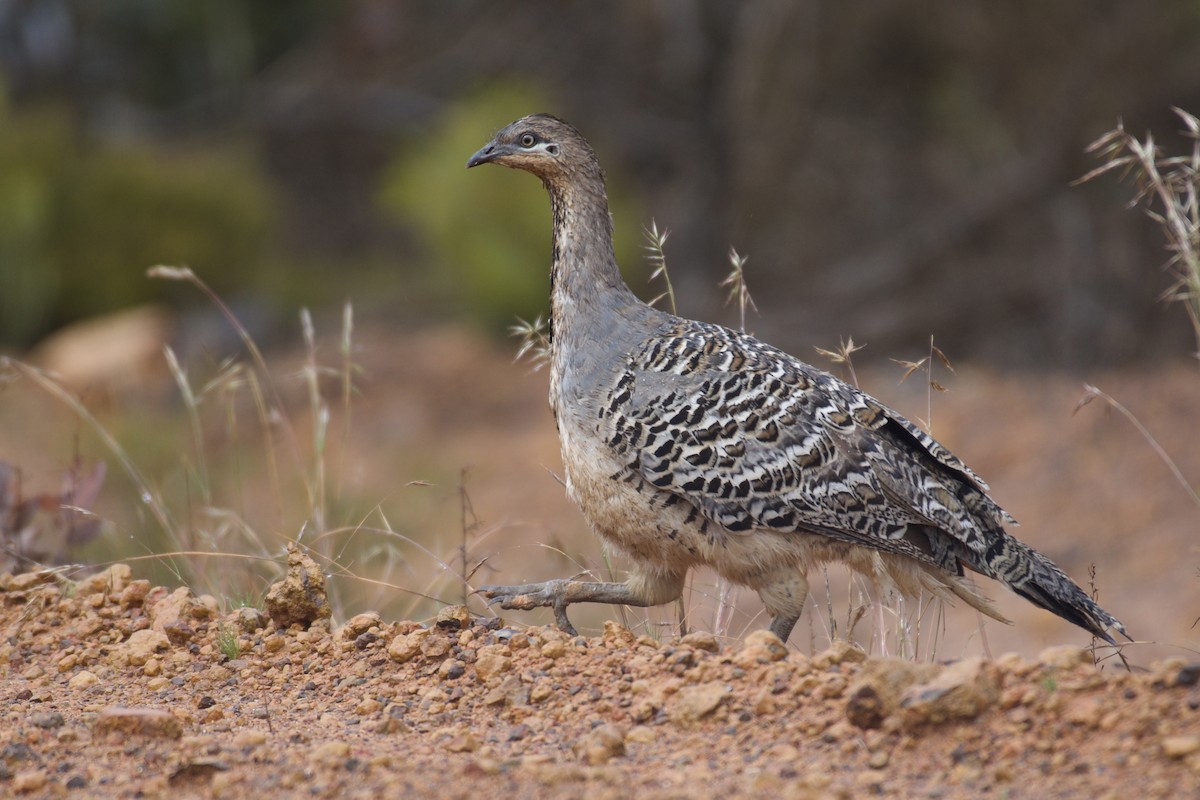 Malleefowl - Debbie Metler