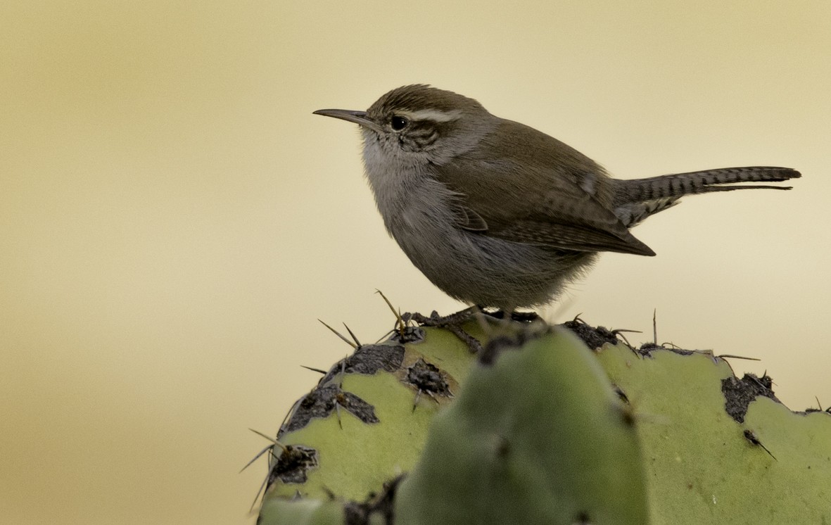 Bewick's Wren - ML523684841