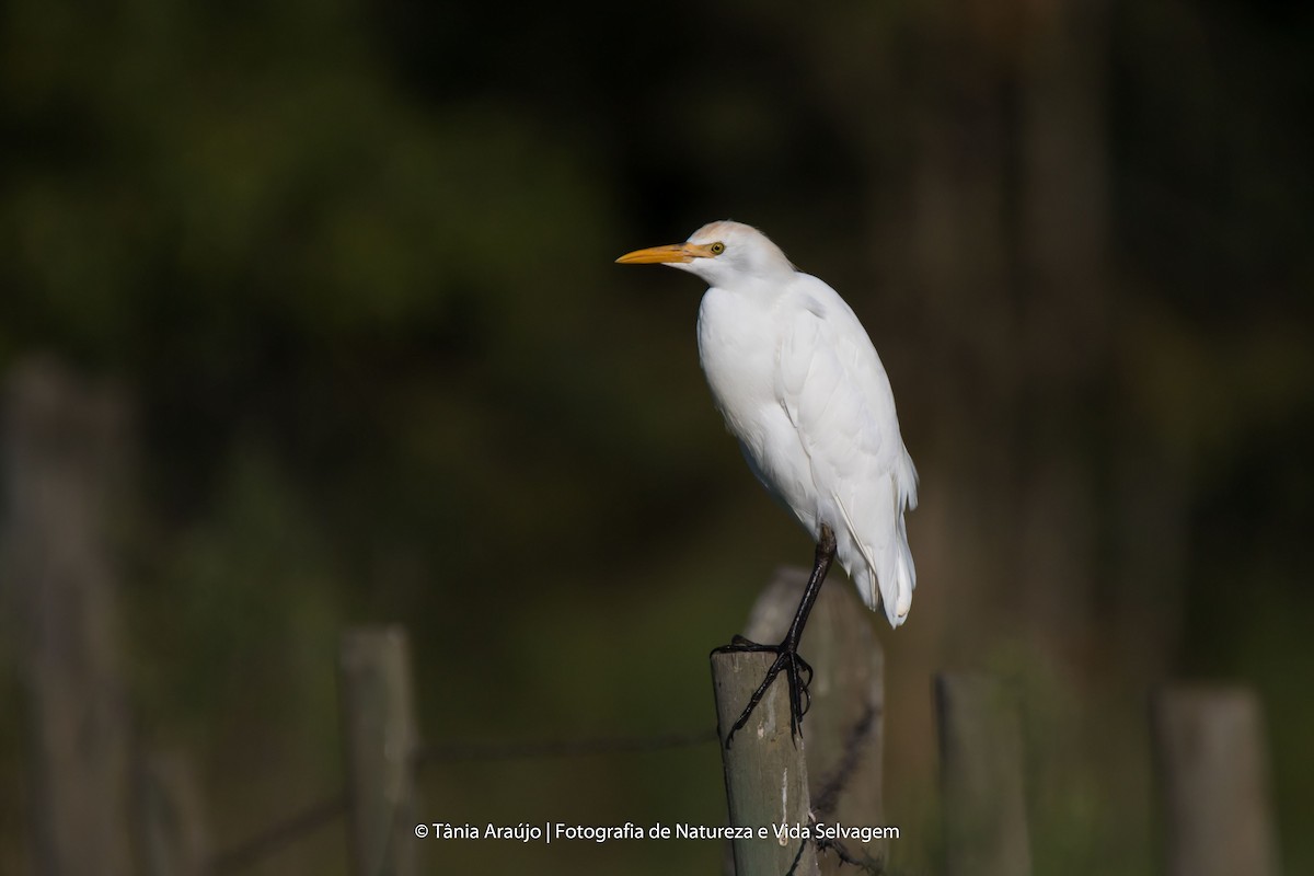 Western Cattle Egret - Tânia Araújo