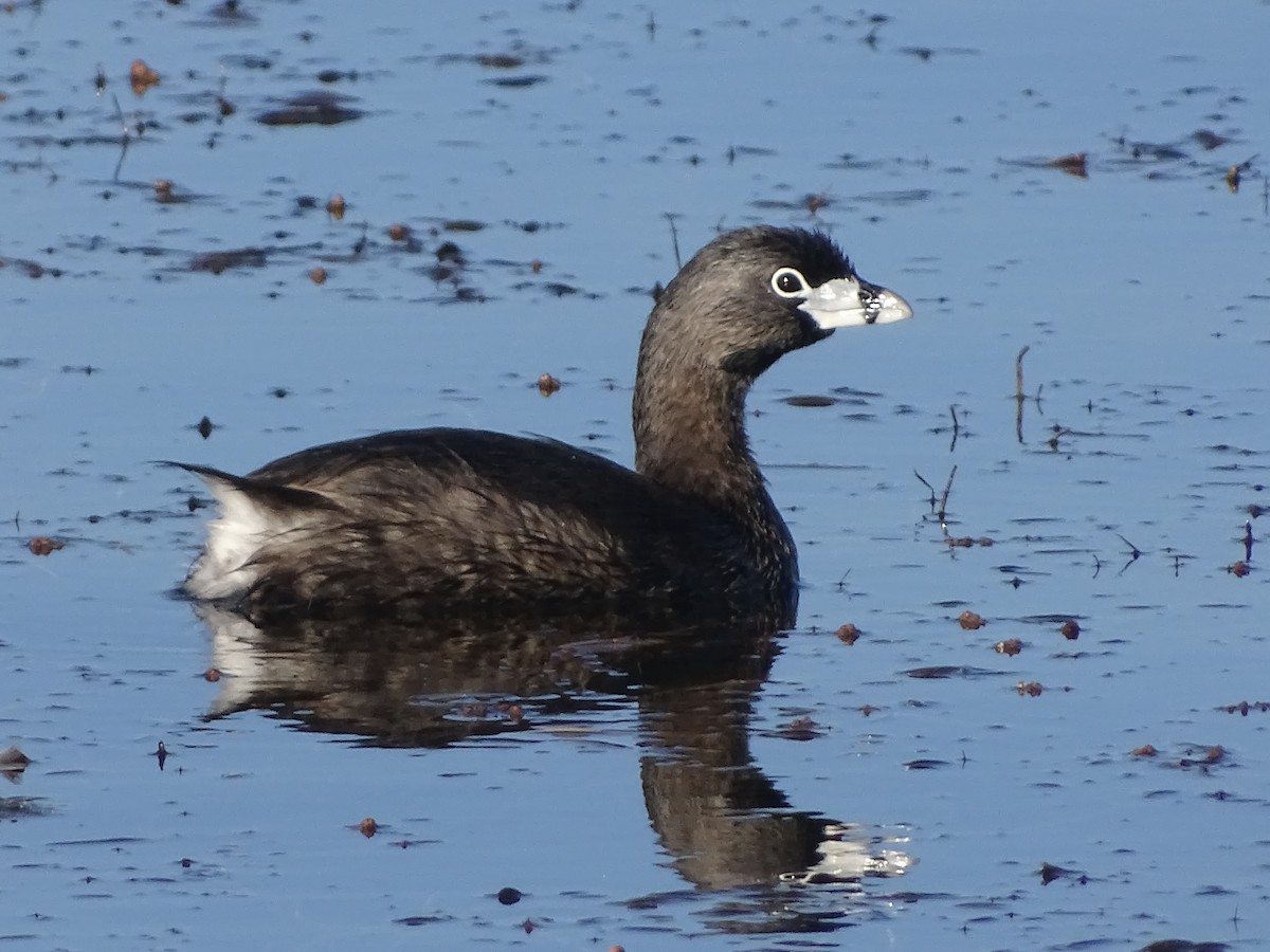 Pied-billed Grebe - Jonathan Contreras