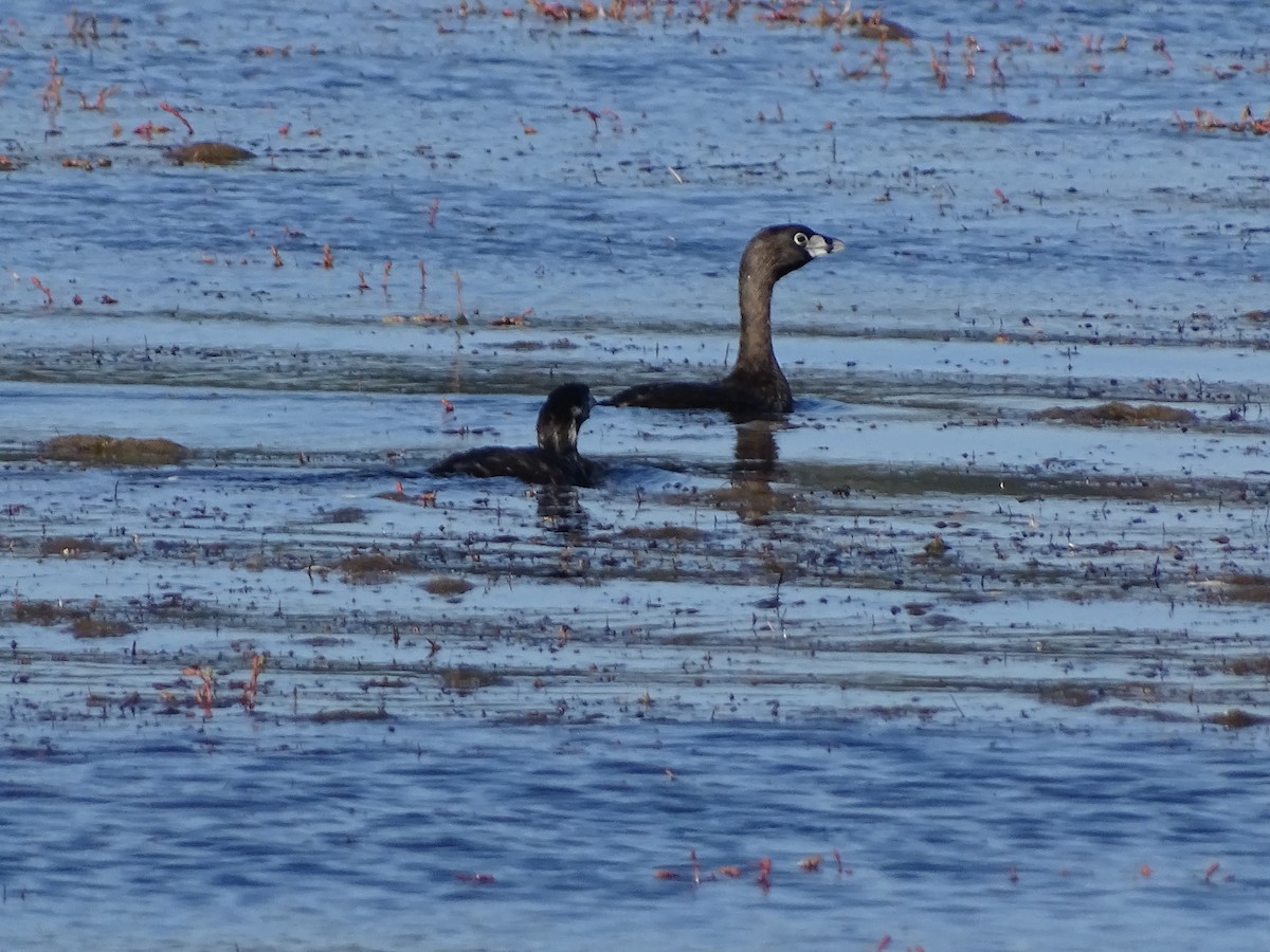 Pied-billed Grebe - ML523686131