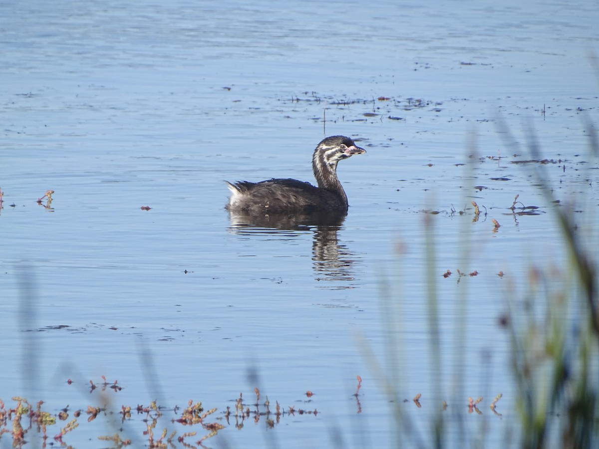 Pied-billed Grebe - ML523686141