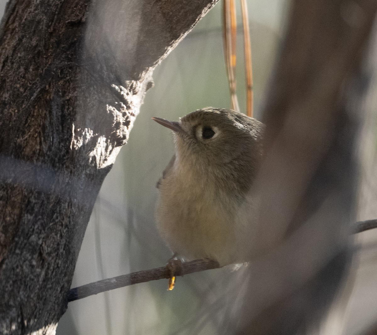 Ruby-crowned Kinglet - ML523686791