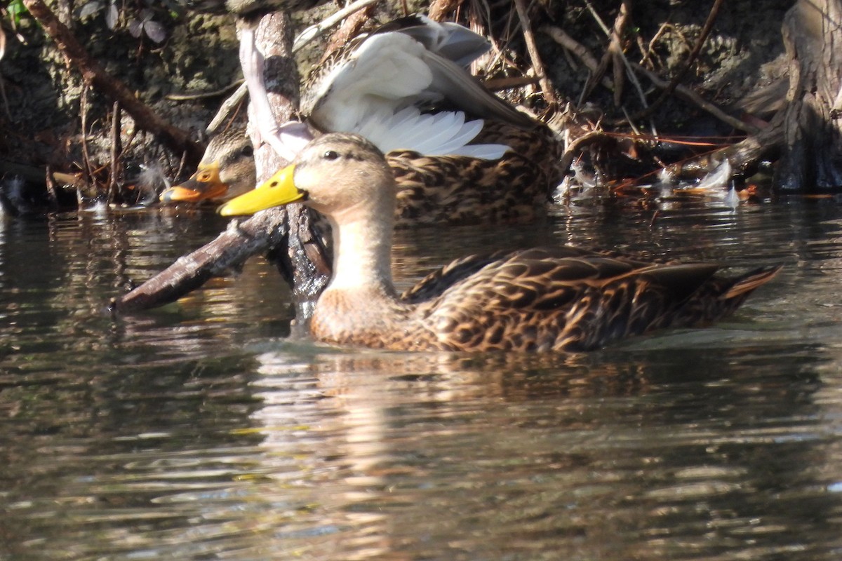 Mottled Duck - ML523687411