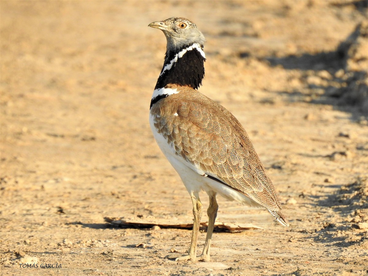 Little Bustard - Tomás García