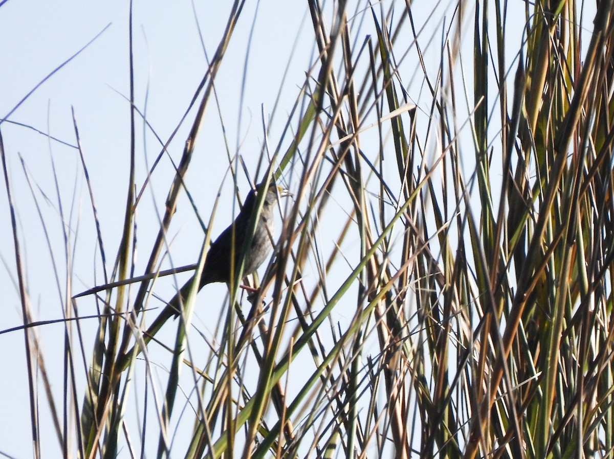 Seaside Sparrow - ML523688291