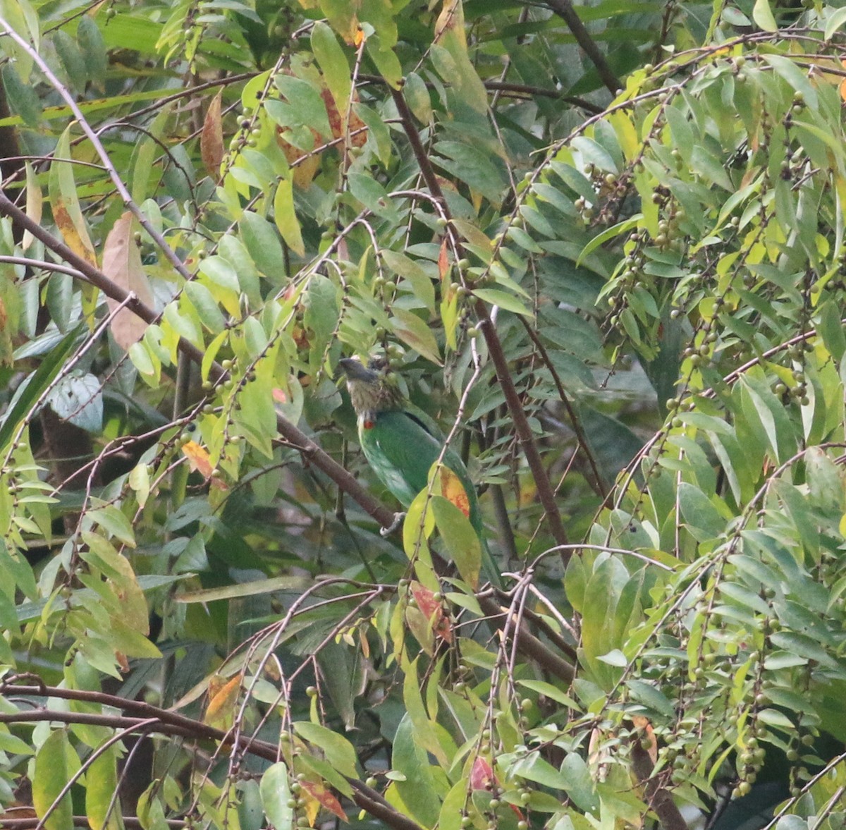 Green-eared Barbet - ML523688621