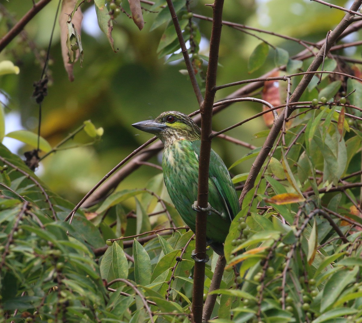 Grünohr-Bartvogel - ML523688631