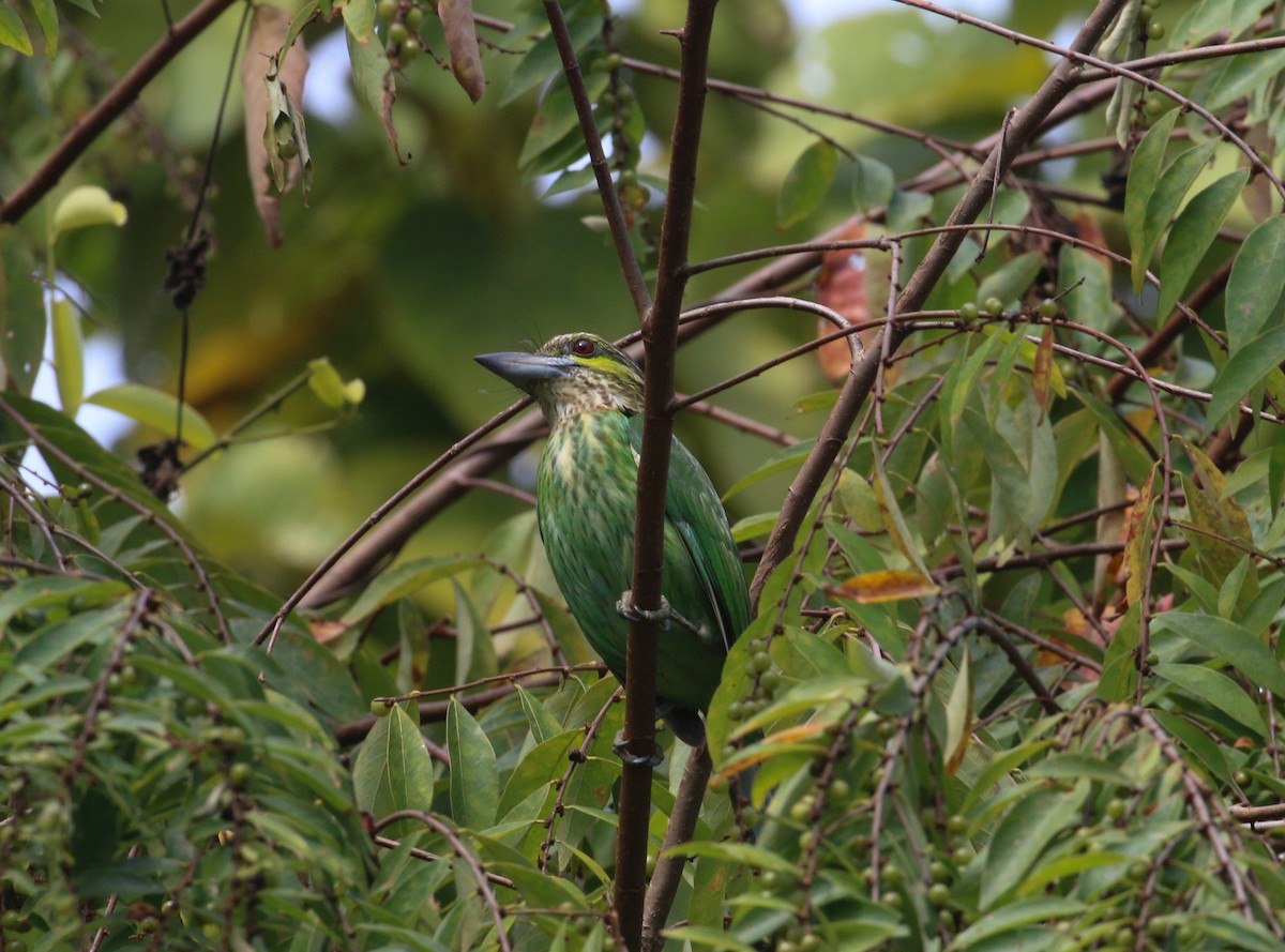 Green-eared Barbet - ML523688641