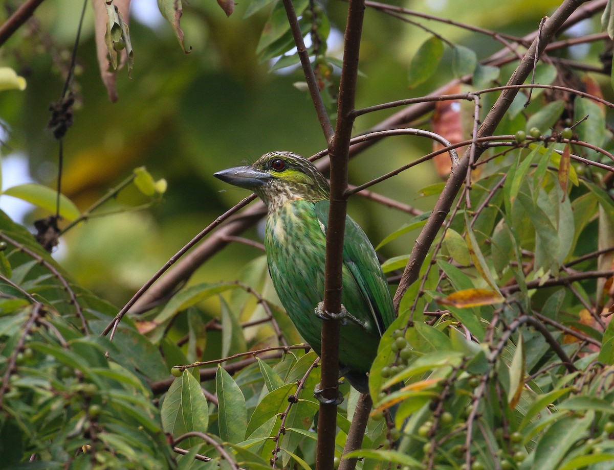 Grünohr-Bartvogel - ML523688651