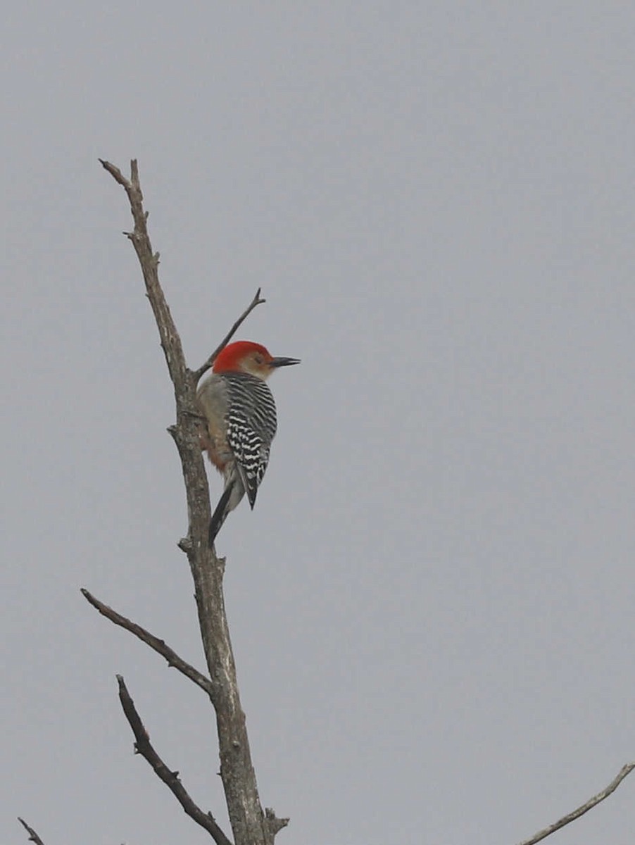 Red-bellied Woodpecker - William Hull