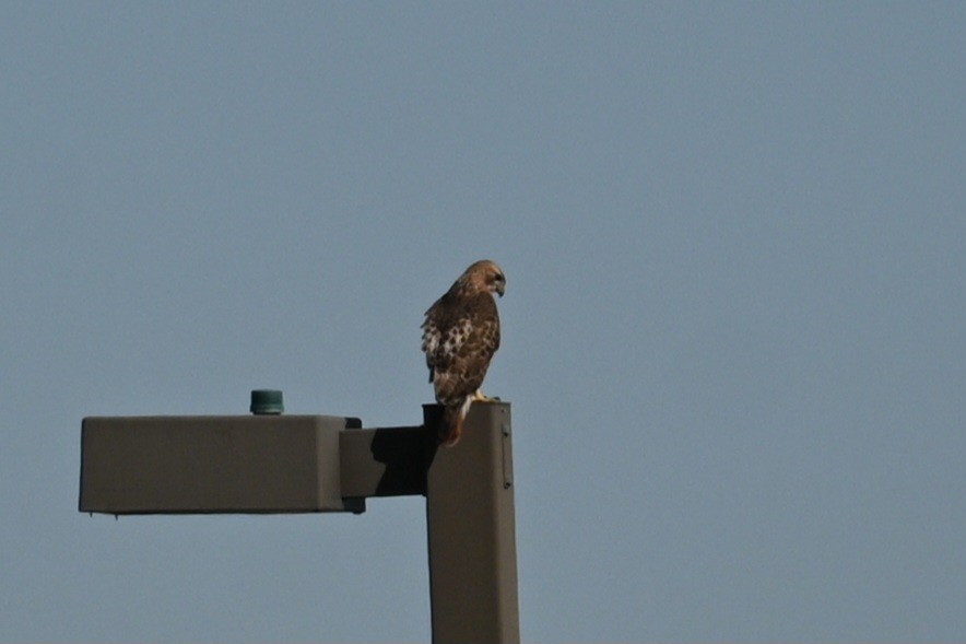 Red-tailed Hawk - ML523689481