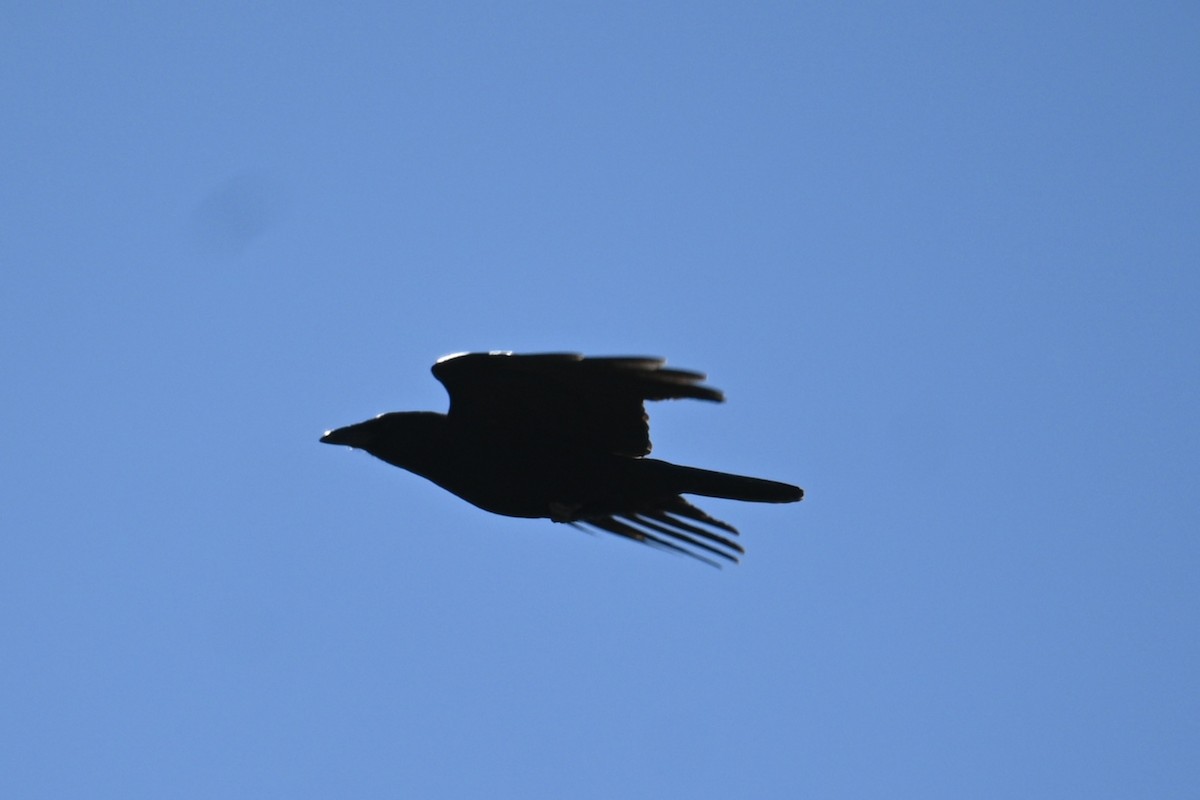American Crow - ML523689611