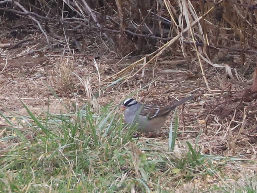 Bruant à couronne blanche - ML523690601