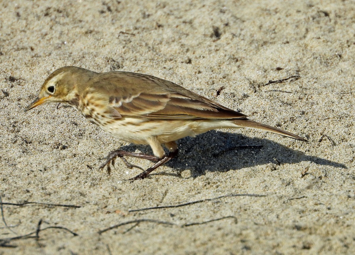 American Pipit - ML523692631