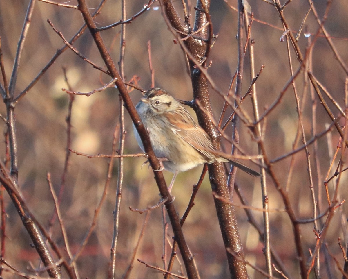 Swamp Sparrow - ML523692861