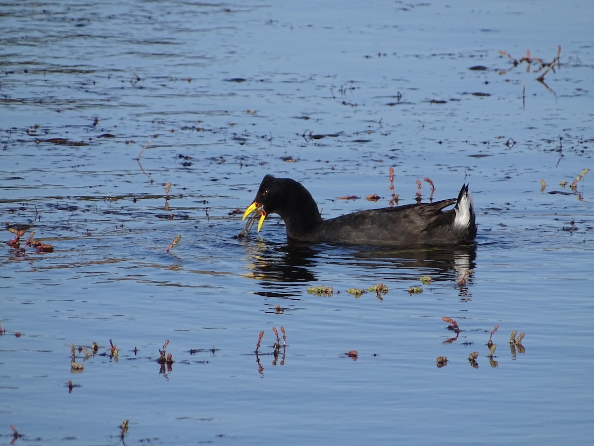 Red-fronted Coot - ML523694581