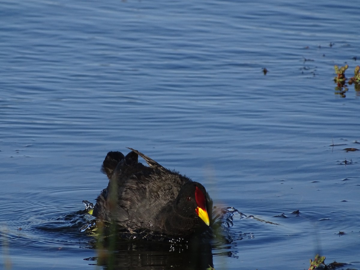 Red-fronted Coot - ML523694931