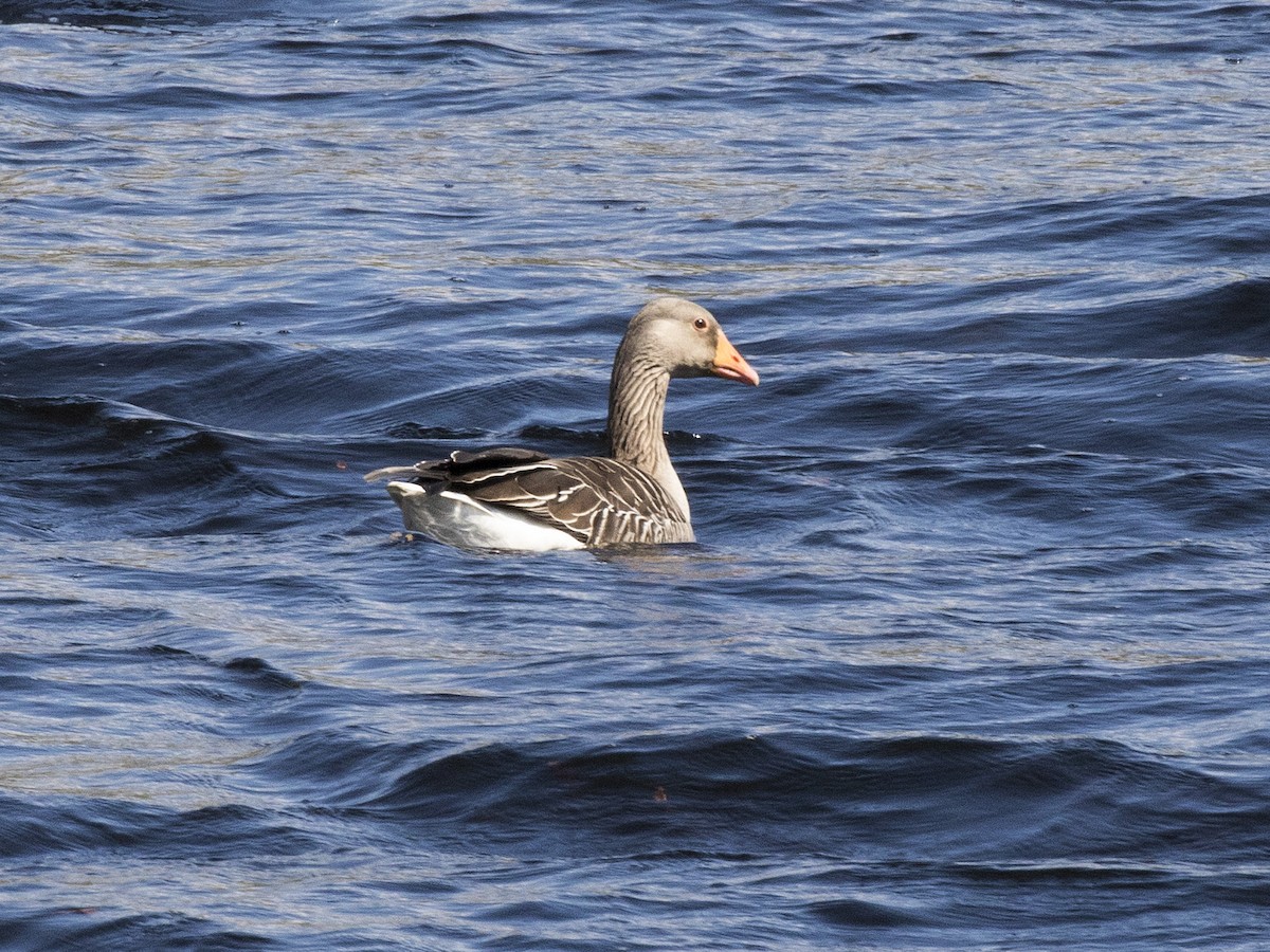 Graylag Goose - ML523694961