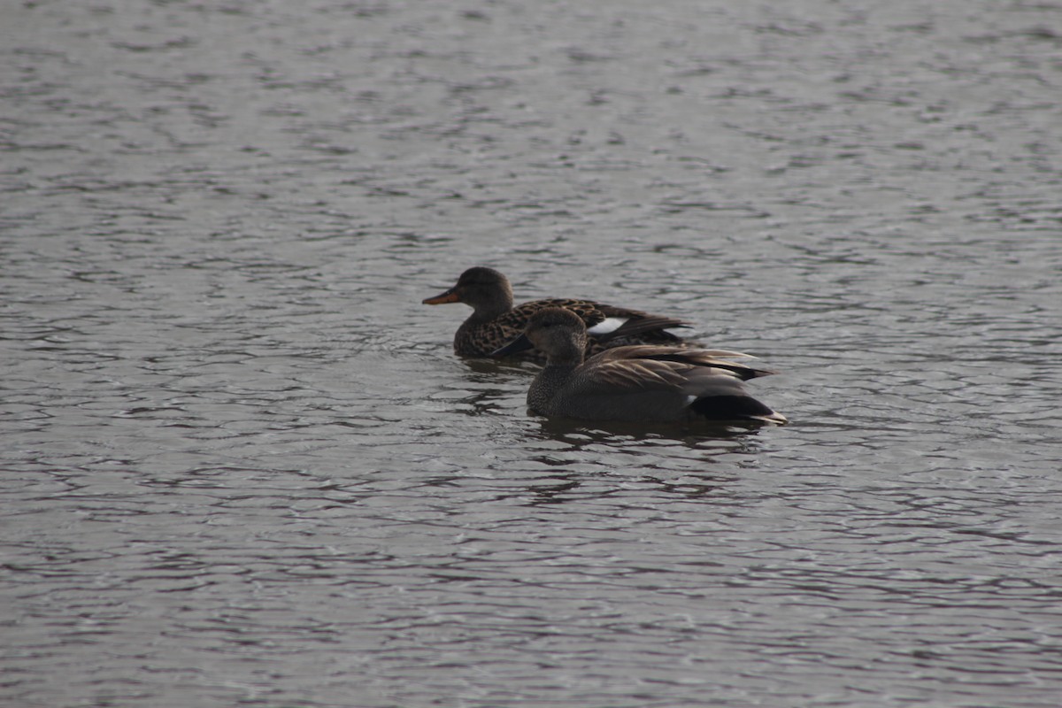 Gadwall - Jesse Pline