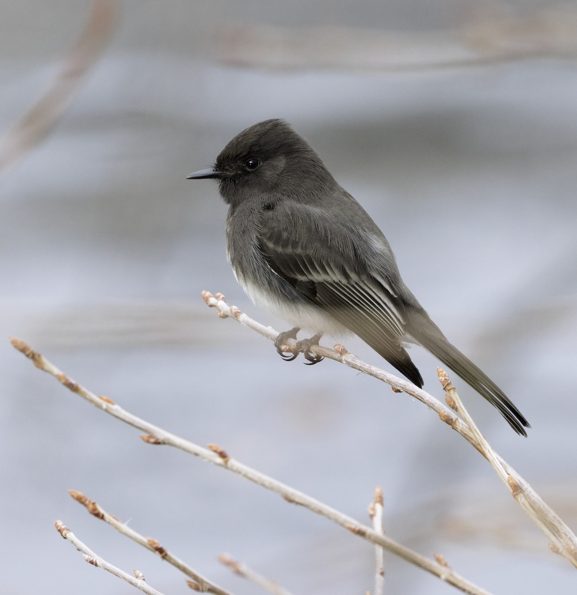 Black Phoebe - ML523696611