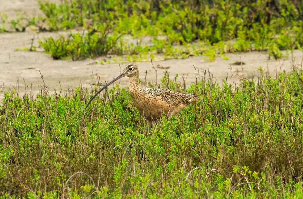 Long-billed Curlew - Damon Williford