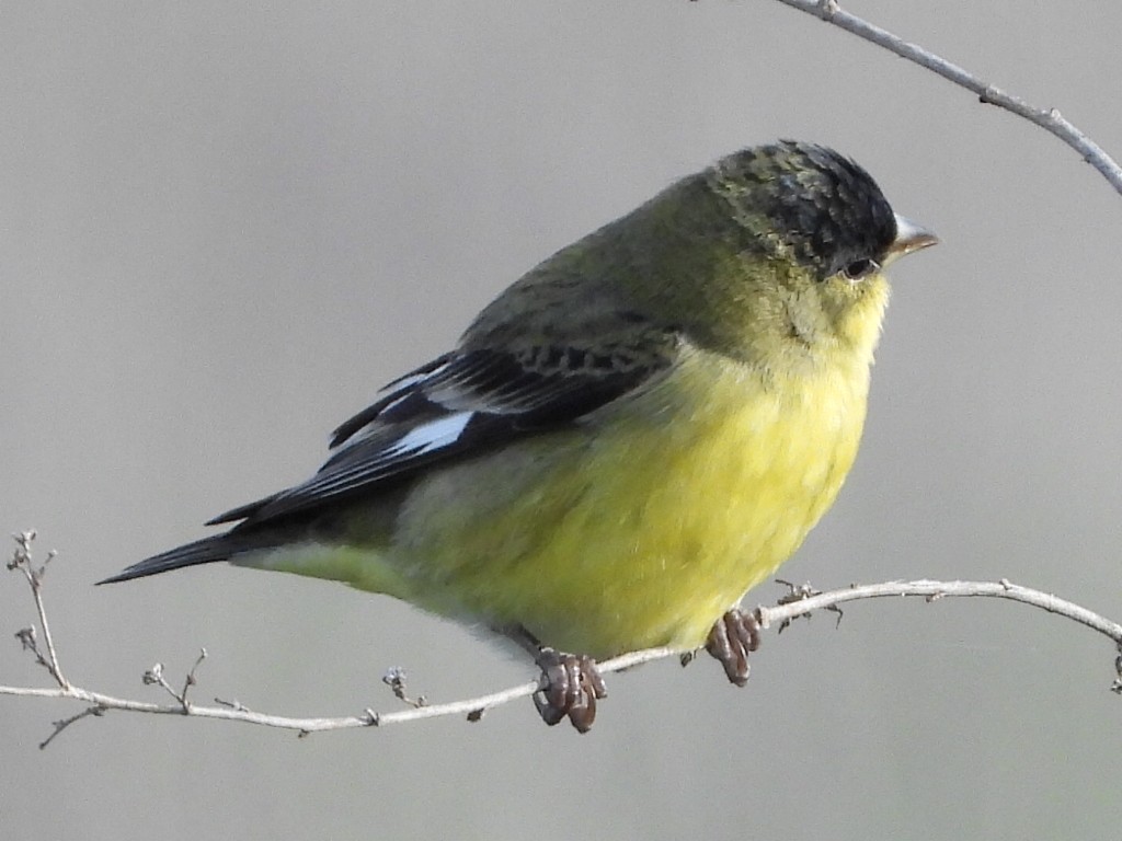 Lesser Goldfinch - ML523697691