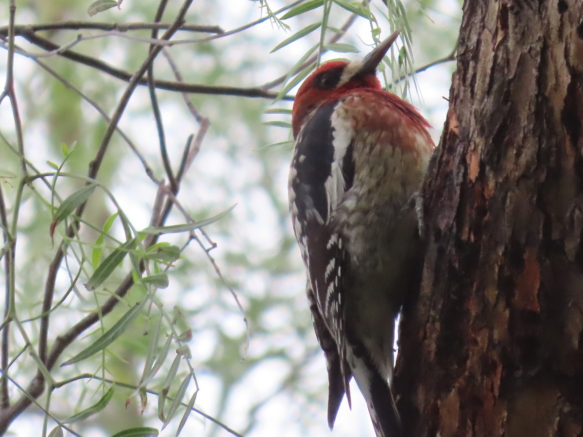 Red-breasted Sapsucker - ML523697801