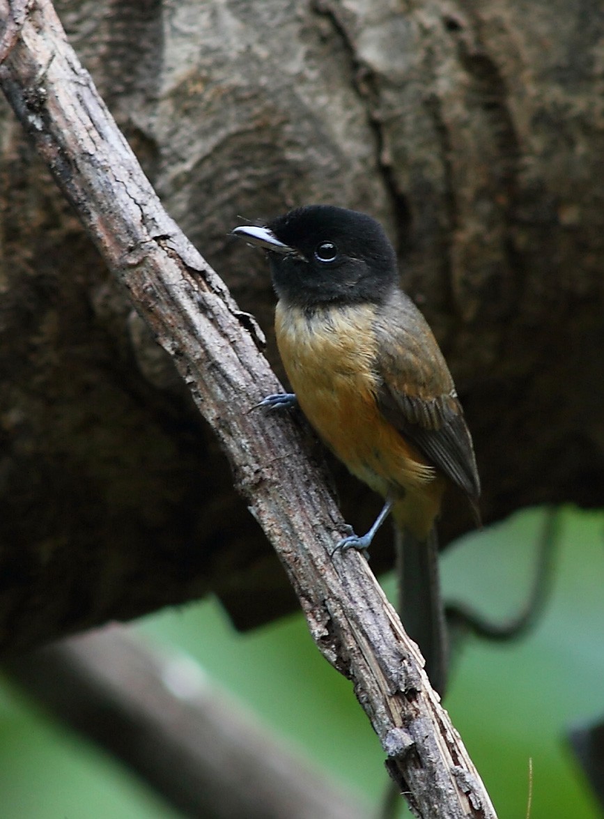 Black-headed Paradise-Flycatcher - ML523697851