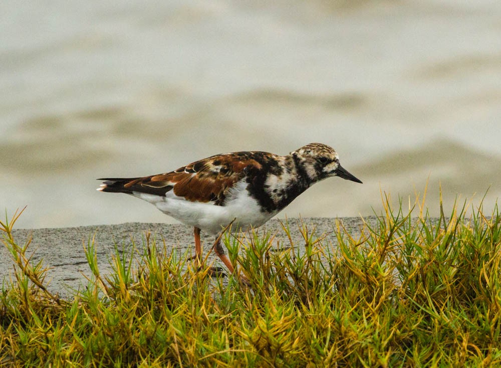 Ruddy Turnstone - ML52369791