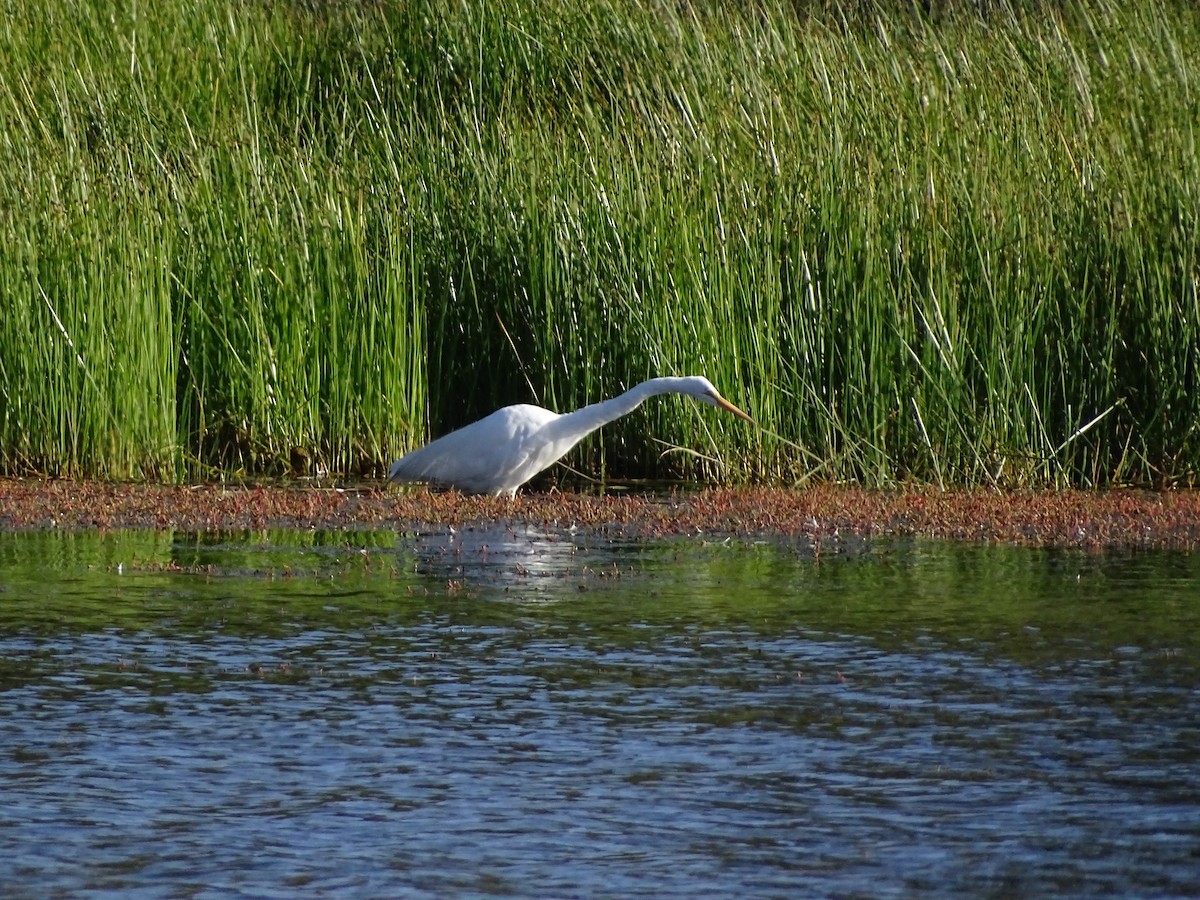 Great Egret - ML523698711