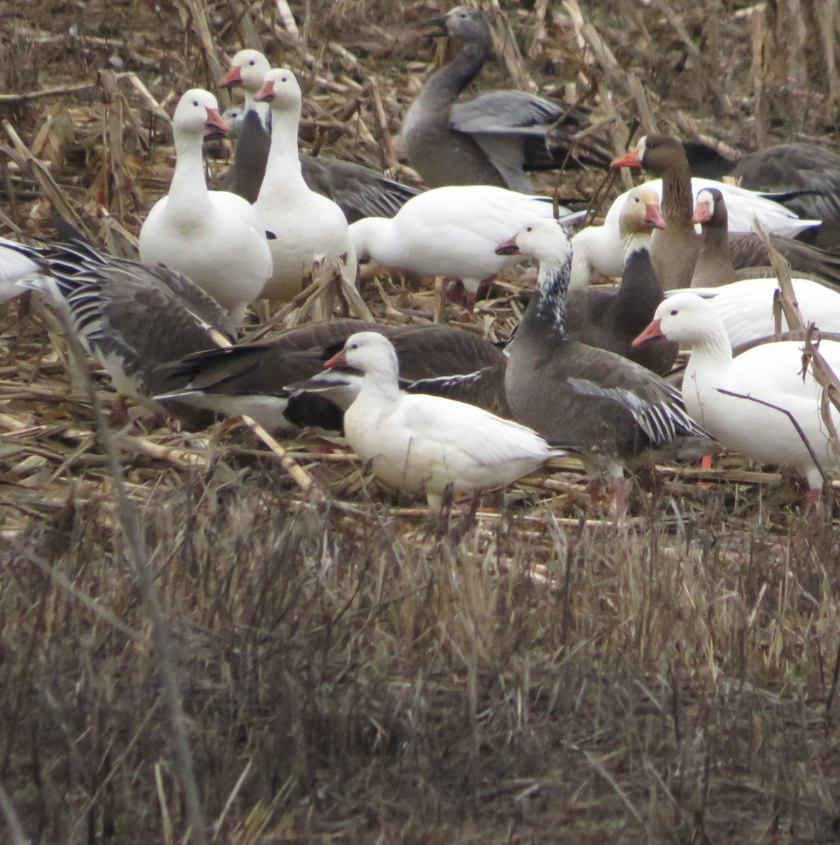 Ross's Goose - ML523699921