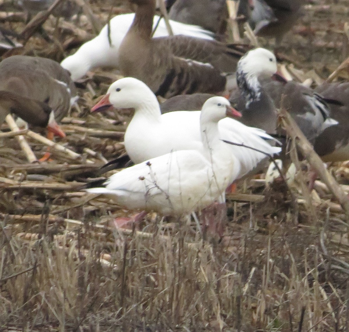 Ross's Goose - ML523700201