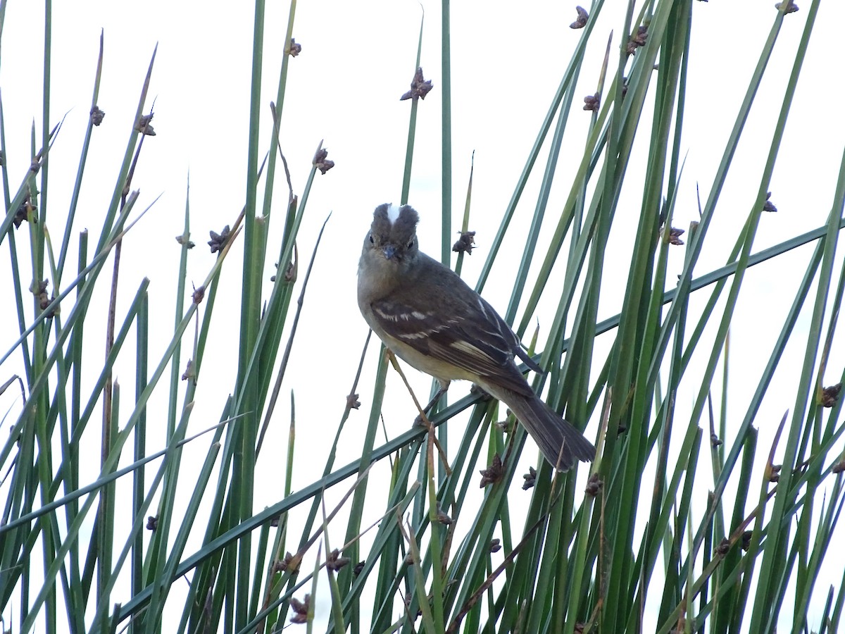 White-crested Elaenia - ML523700661