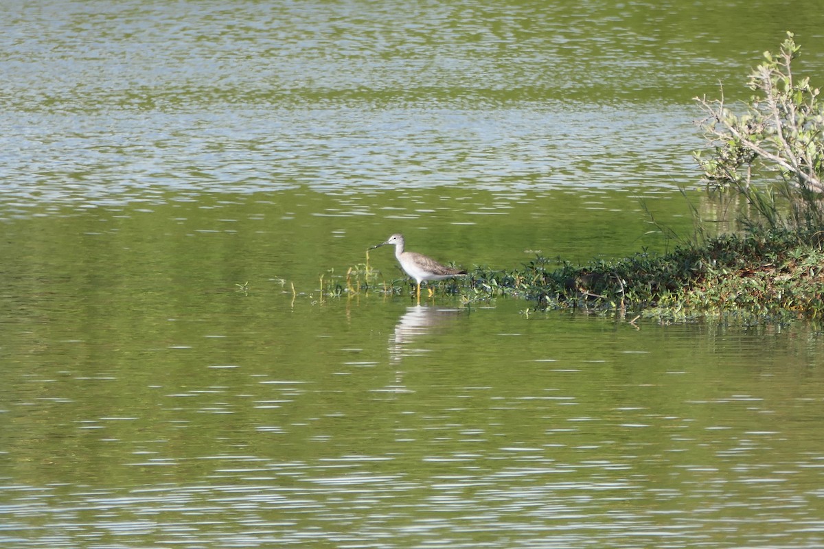 Greater Yellowlegs - ML523700671