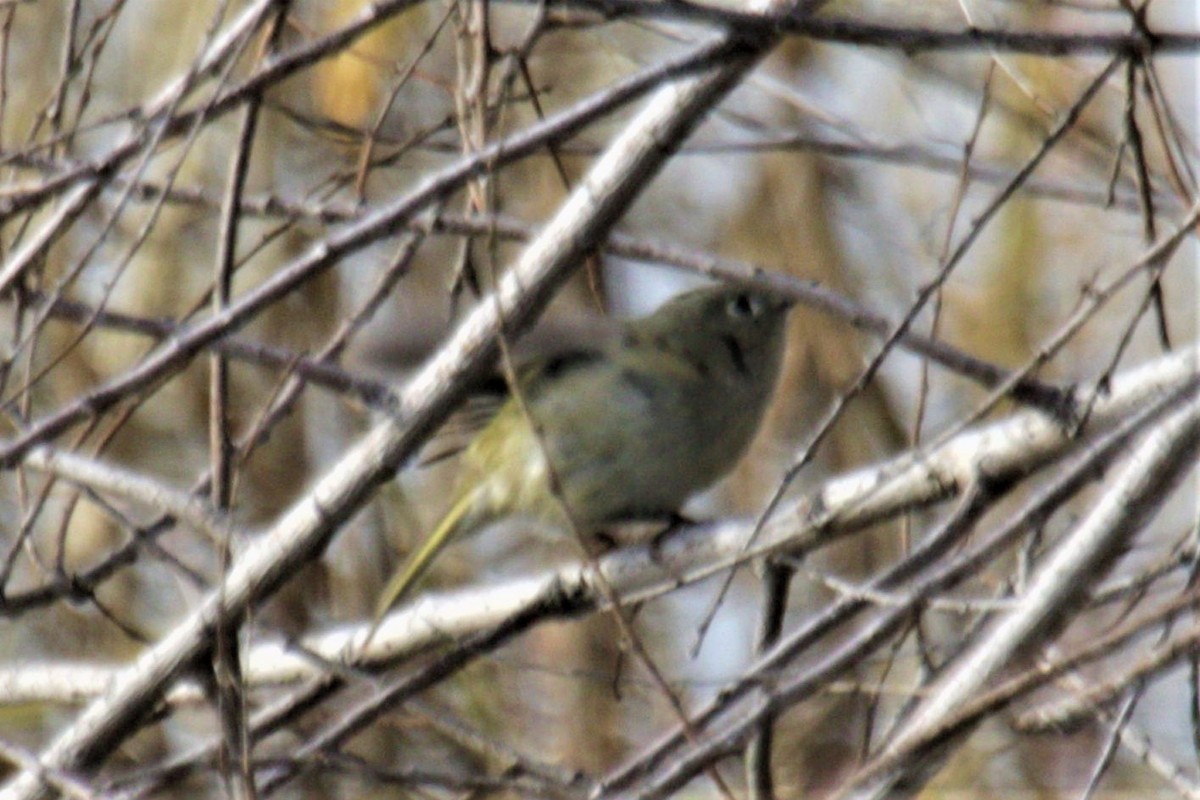 Roitelet à couronne rubis - ML523701301