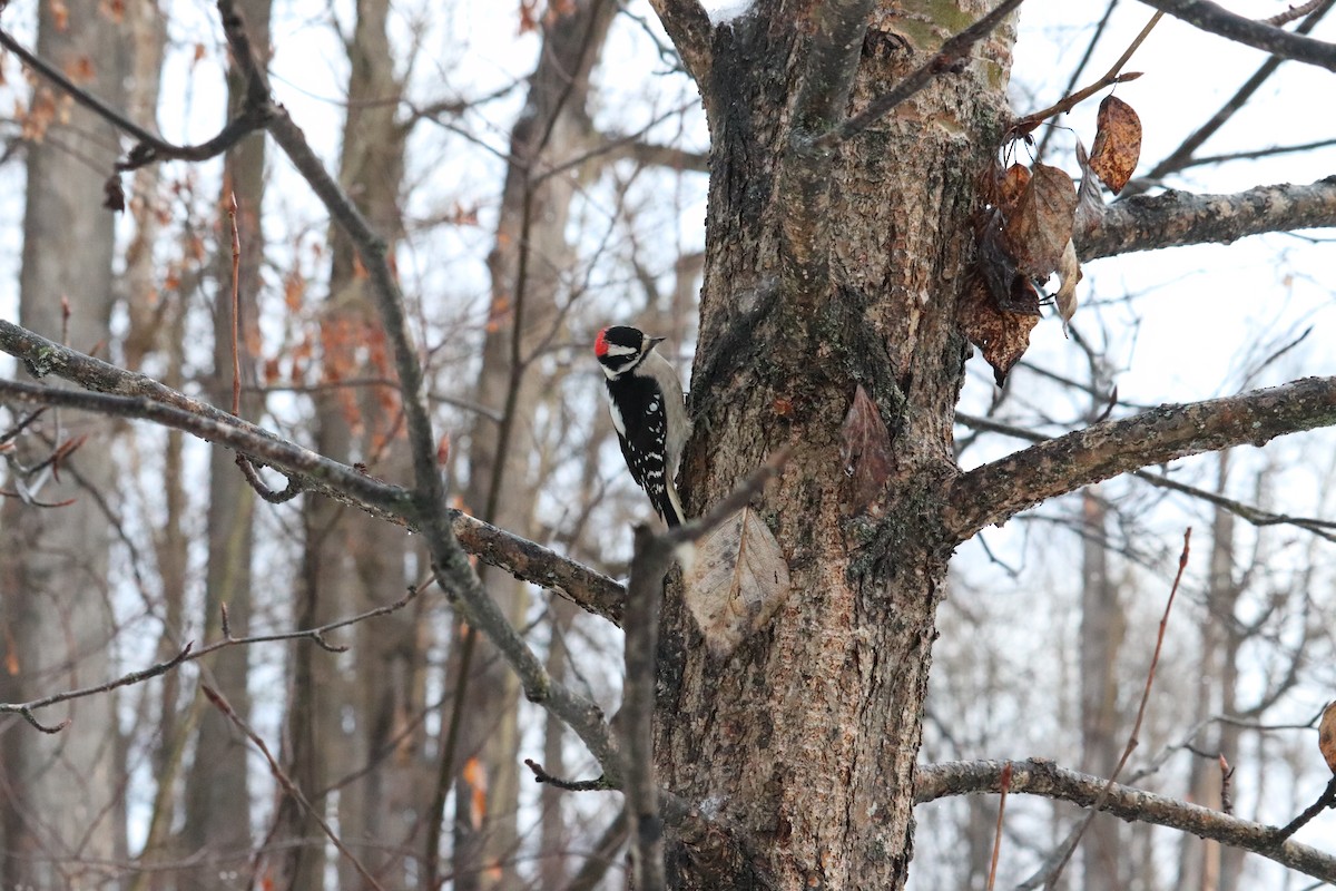 Downy Woodpecker - ML523701341