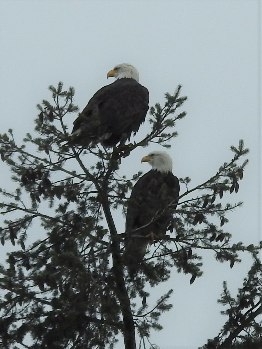 Bald Eagle - ML523701611